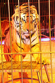 Tiger mit Redi & Soara Christiani (Foto: Martin Schmitz)